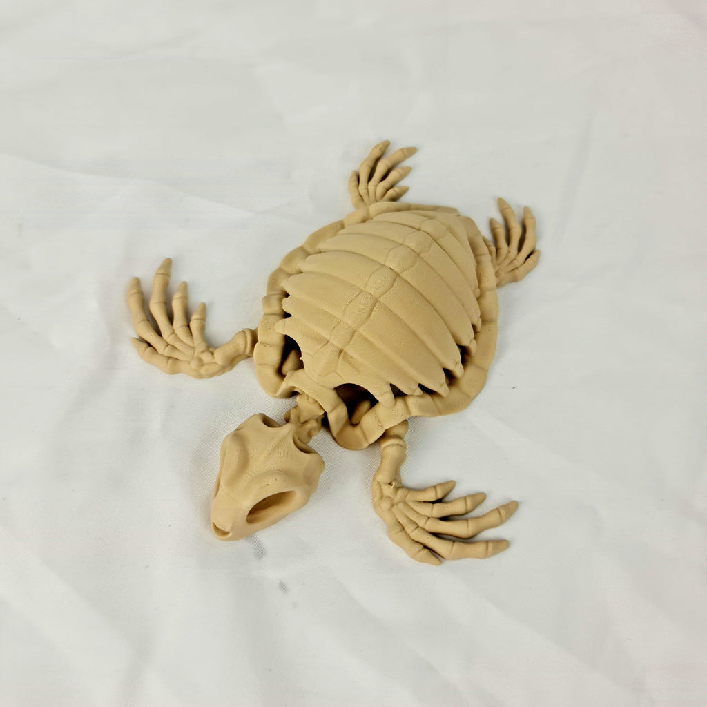 Bovenaanzicht van de flexibele skelet schildpad met gespreide poten op een witte achtergrond.
