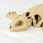 Recht vooraanzicht van de 3D-geprinte skelet schildpad met focus op de schedel.