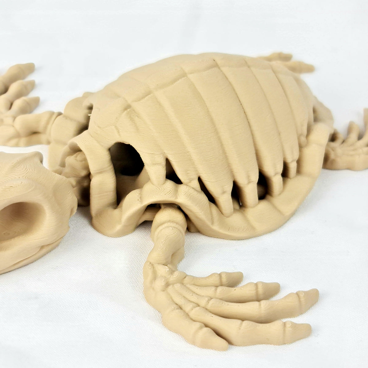 Zijaanzicht van de skelet schildpad met duidelijk zicht op de ribben en de schildstructuur.