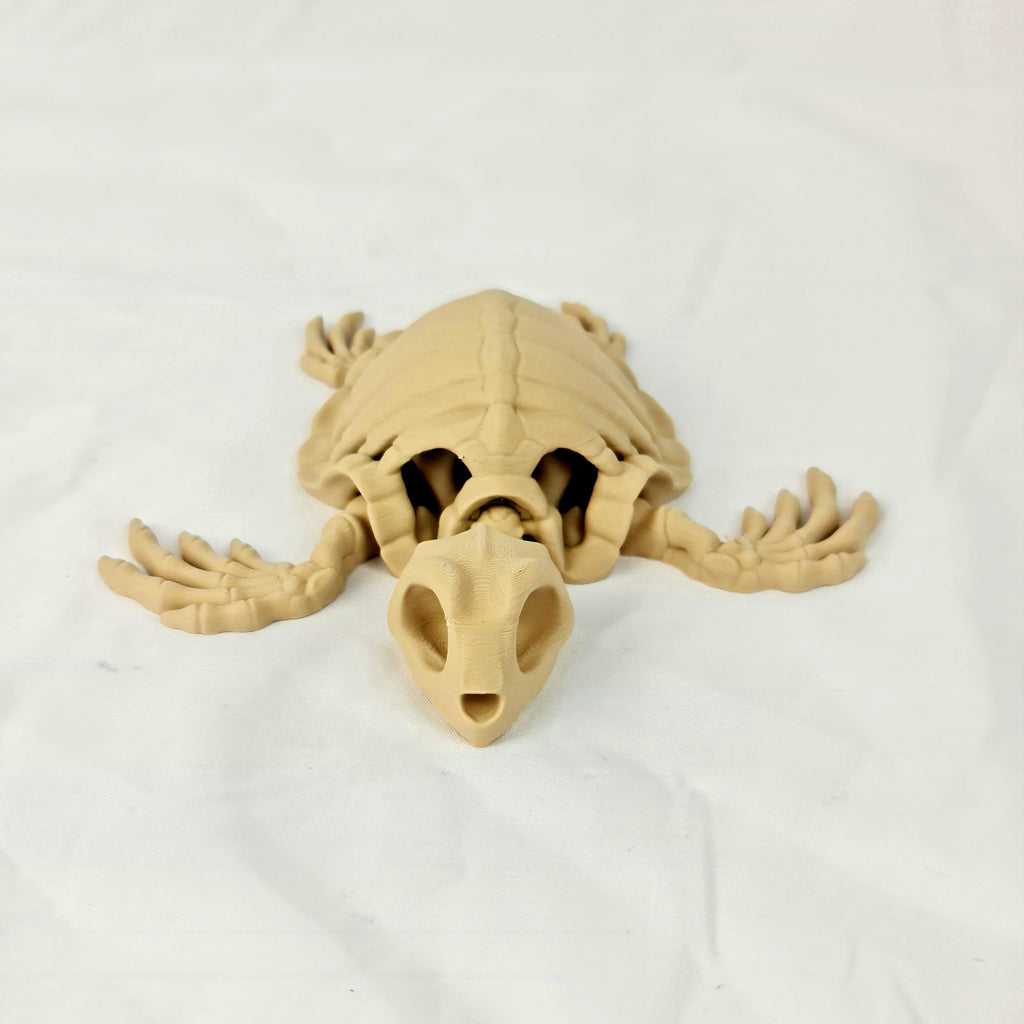 Recht vooraanzicht van de 3D-geprinte skelet schildpad met focus op de schedel.