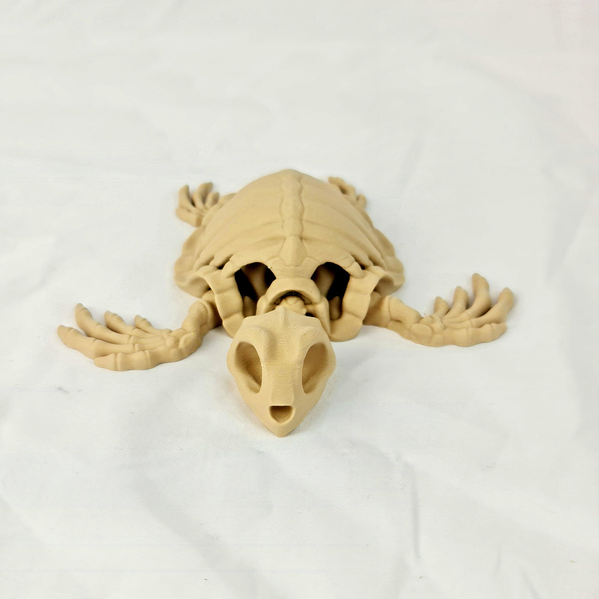 Recht vooraanzicht van de 3D-geprinte skelet schildpad met focus op de schedel.