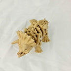 Schuin bovenaanzicht van de skelet triceratops met duidelijk zicht op de drie hoorns en ruggengraat.
