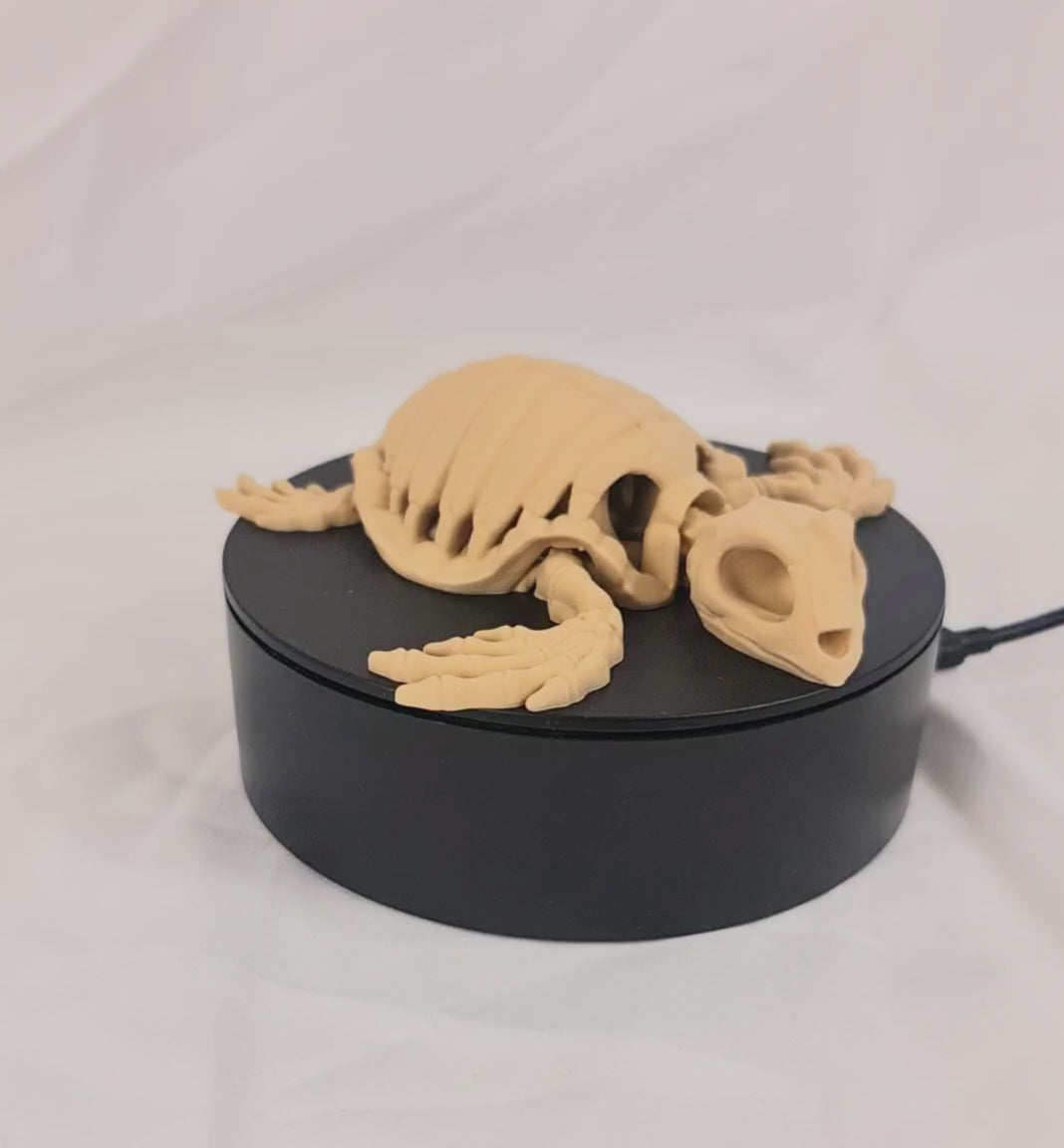 Video van de beige 3D-geprinte skelet schildpad op een roterend displayplatform.
